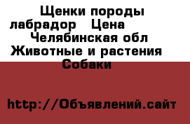 Щенки породы лабрадор › Цена ­ 7 000 - Челябинская обл. Животные и растения » Собаки   